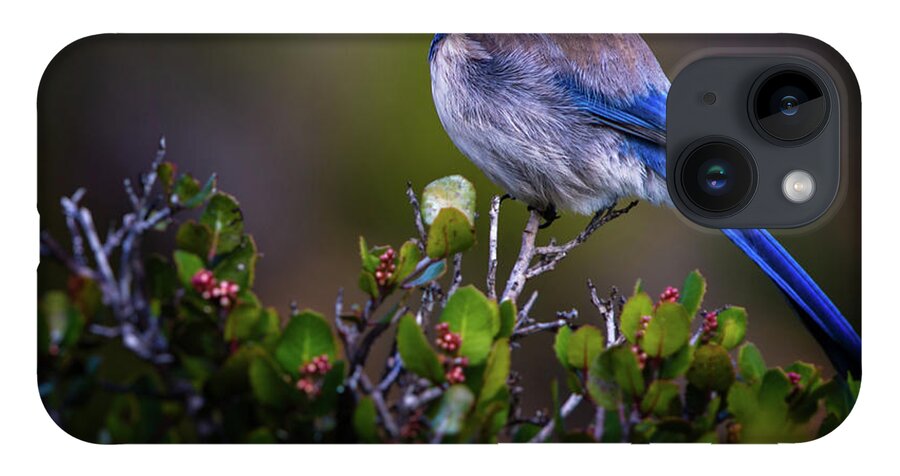Blue Bird iPhone 14 Case featuring the photograph San Diego Bluebird by Doug Sturgess