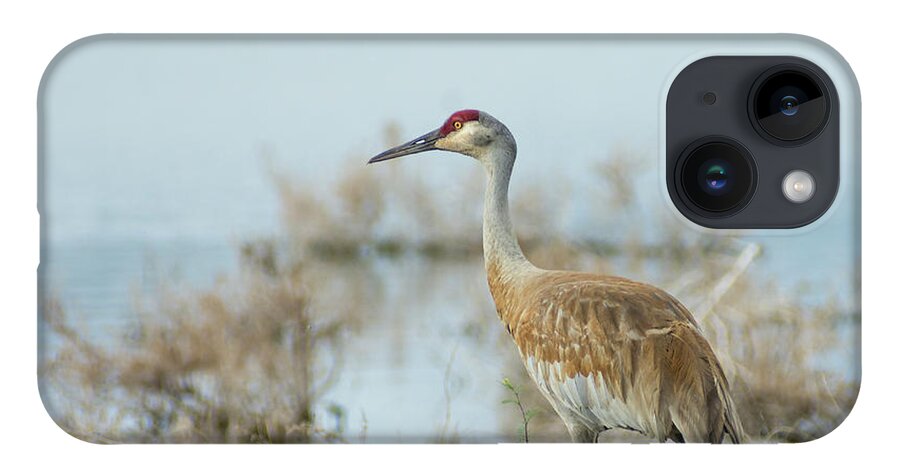 Birds iPhone 14 Case featuring the photograph Sandhill Crane 1 by Rick Mosher