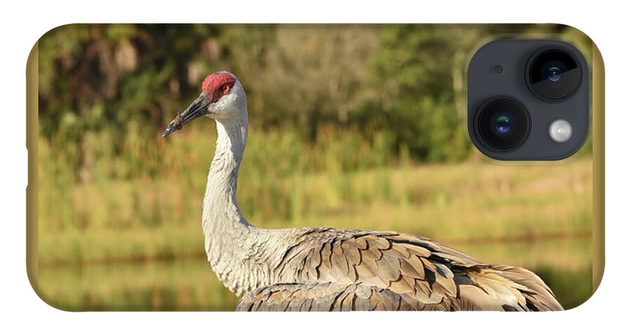Crane iPhone 14 Case featuring the photograph Sandhill Crane Standing Beside a Lake by Artful Imagery