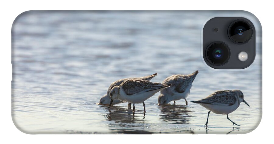 Calidris Mauri iPhone Case featuring the photograph Sandpipers by Jonathan Nguyen