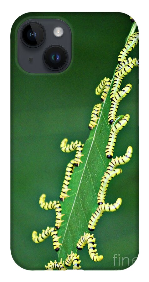 Sawflies iPhone 14 Case featuring the photograph Sawflies by Randy Bodkins