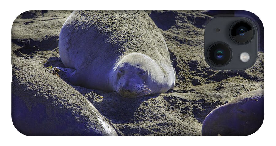 California iPhone 14 Case featuring the photograph Sea Lions Sleeping by Craig J Satterlee