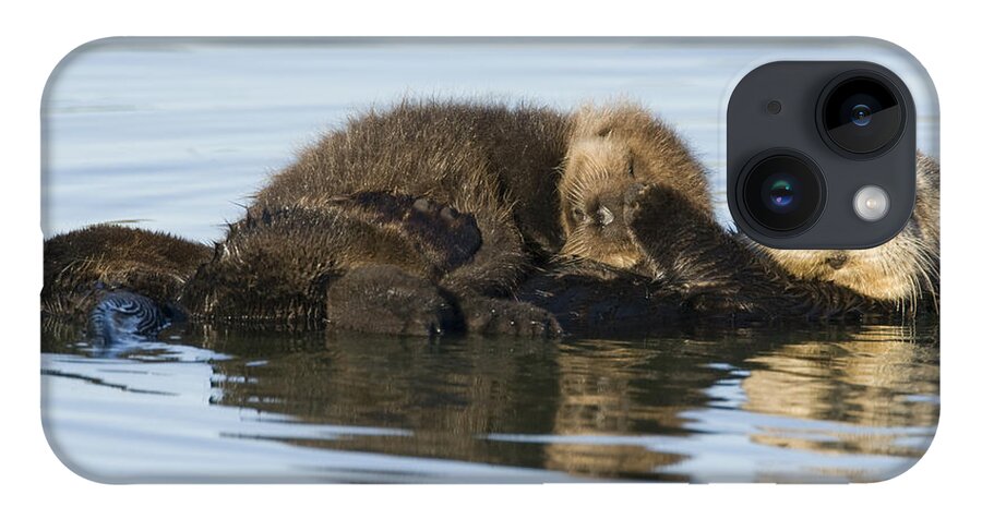 00429658 iPhone 14 Case featuring the photograph Sea Otter Mother And Pup Elkhorn Slough by Sebastian Kennerknecht