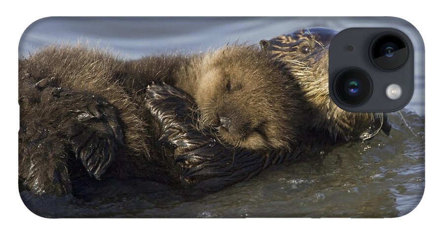 00438549 iPhone 14 Case featuring the photograph Sea Otter Mother With Pup Monterey Bay by Suzi Eszterhas
