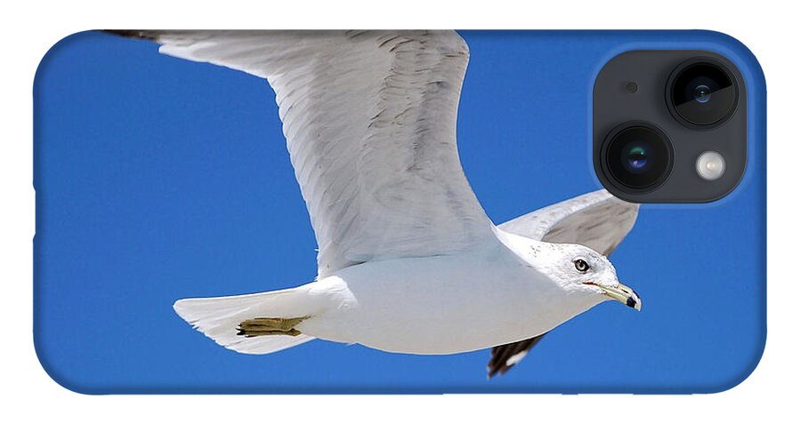 Photography iPhone 14 Case featuring the photograph Seagull by Ludwig Keck