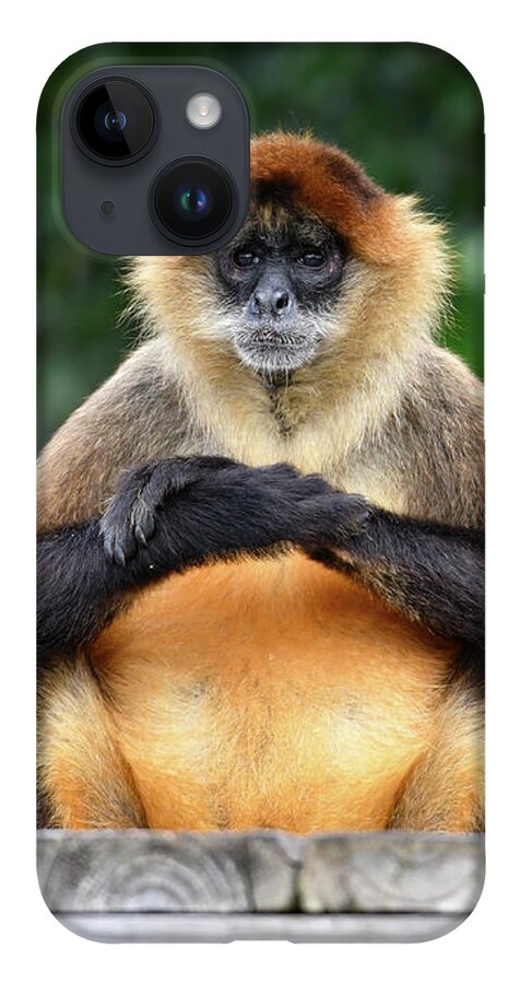 Monkey iPhone 14 Case featuring the photograph Seated Gibbon by Artful Imagery