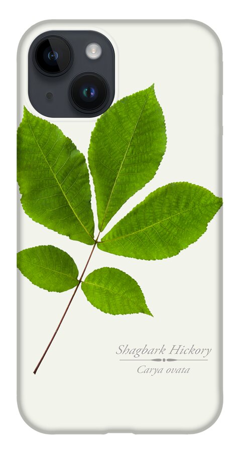 Leaves iPhone 14 Case featuring the photograph Shagbark Hickory Leaves by Christina Rollo