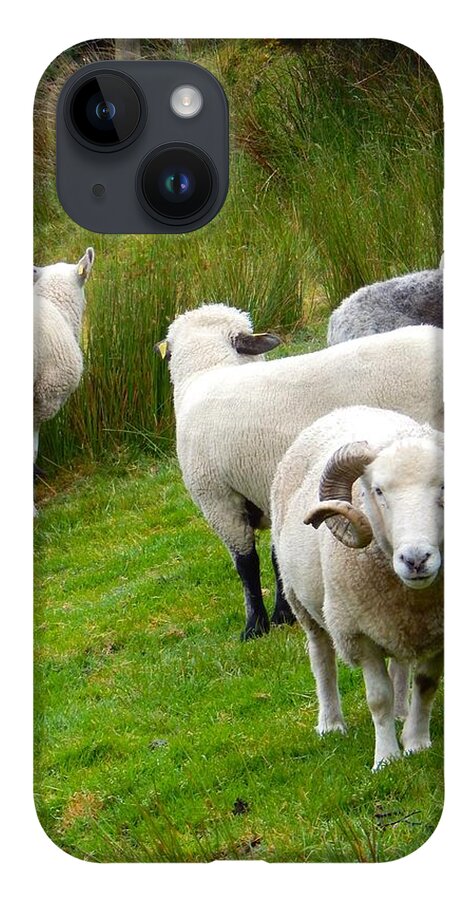 Ireland iPhone 14 Case featuring the photograph Sheep with culed horns by Sue Morris