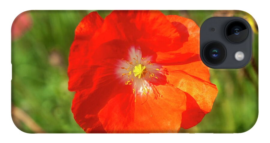 Shirley Poppy iPhone 14 Case featuring the photograph Shirley Poppy 2018-10 by Thomas Young