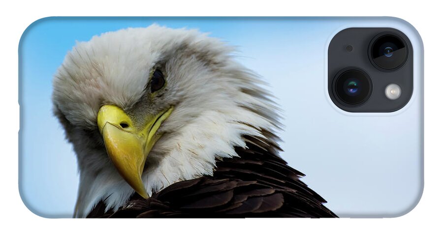 Eagle iPhone Case featuring the photograph Shoulder look by Quinn Sedam