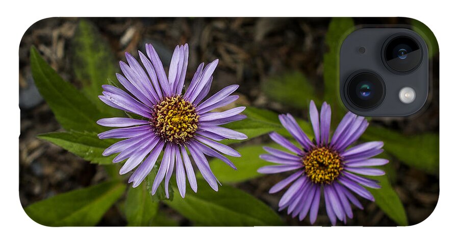 Wildflower iPhone 14 Case featuring the photograph Siberian Aster by Fred Denner