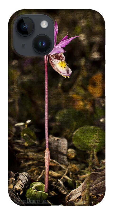 Wildflower iPhone 14 Case featuring the photograph Single Fairy Slipper by Fred Denner