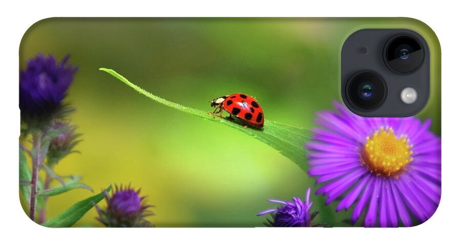 Ladybug iPhone 14 Case featuring the photograph Single In Search by Christina Rollo