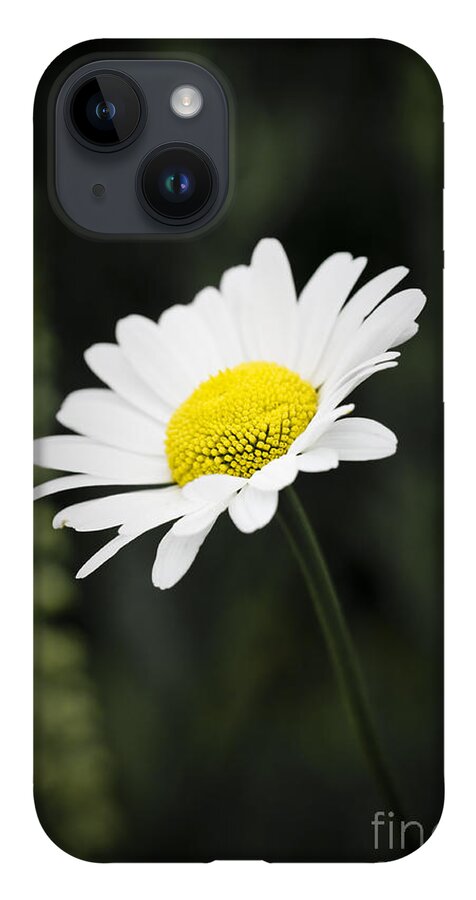 Flower iPhone 14 Case featuring the photograph Single wild daisy by Simon Bratt