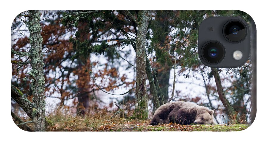 Bear iPhone Case featuring the photograph Sleeping Bear by Torbjorn Swenelius