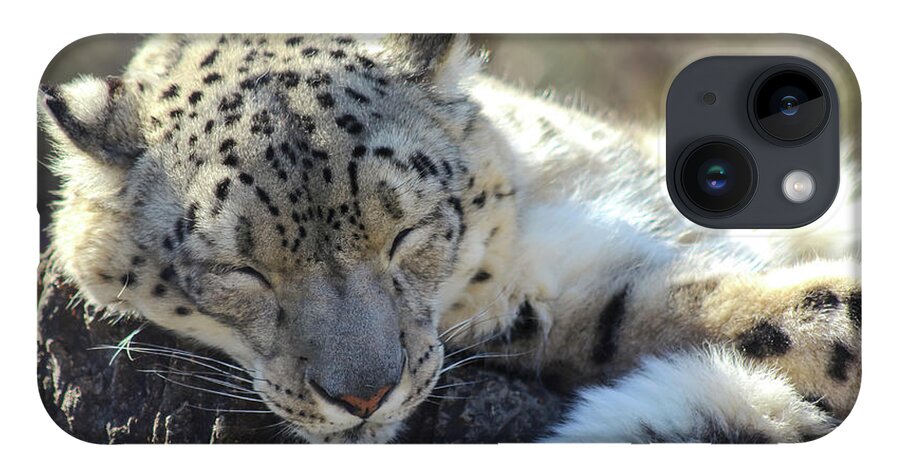 Snow Leopard iPhone Case featuring the photograph Sleeping Snow Leopard by Holly Ross