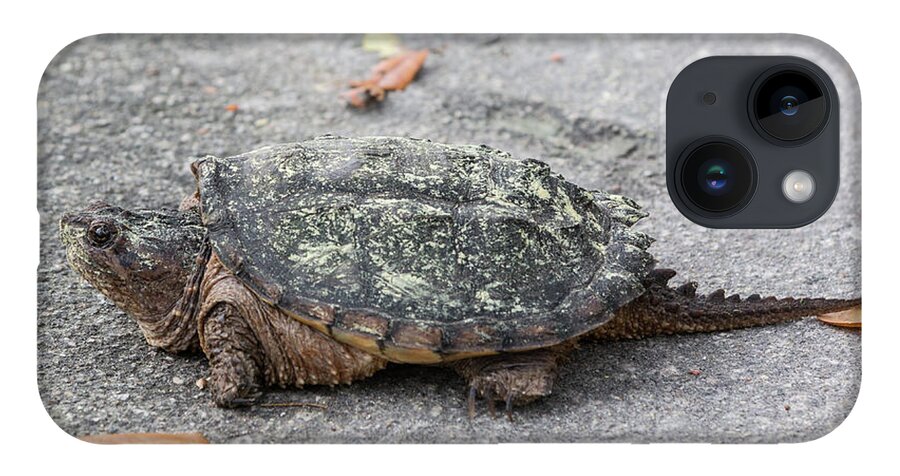 Turtle iPhone 14 Case featuring the photograph Slow Crossing 3 March 2018 by D K Wall