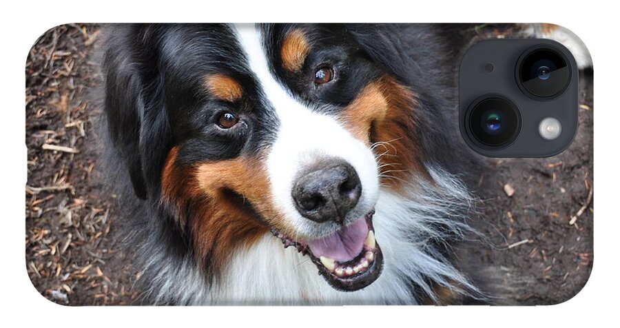 Outside iPhone 14 Case featuring the photograph Smiling Bernese Mountain Dog by Pelo Blanco Photo