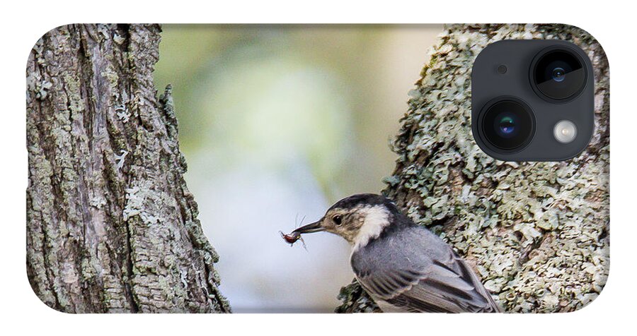 Nuthatch iPhone 14 Case featuring the photograph Snack Time by Darryl Hendricks