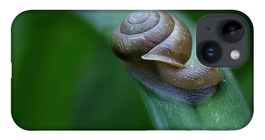 Snail iPhone 14 Case featuring the photograph Snail In The Morning by Mike Eingle