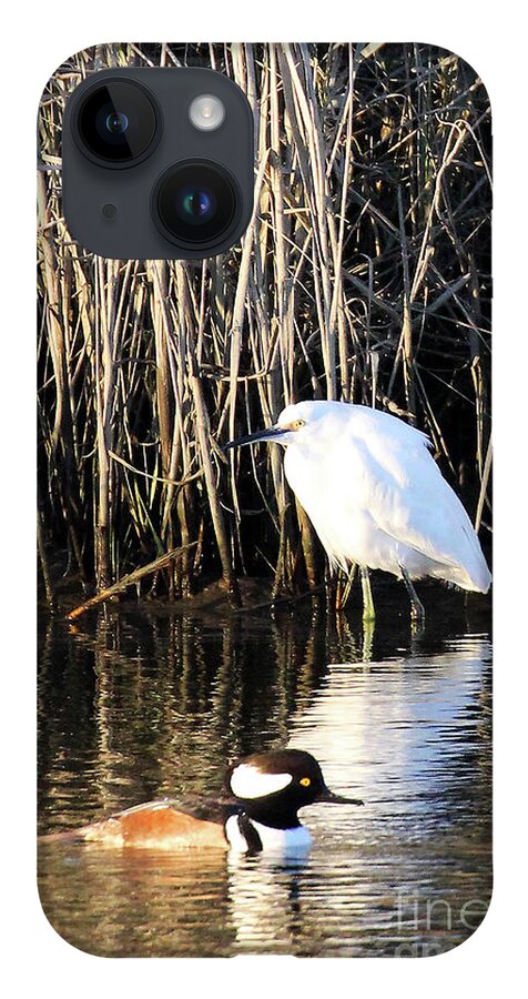 Snowy Egret And A Guy From The Hood iPhone Case featuring the photograph Snowy Egret and a Guy from the Hood by Jennifer Robin