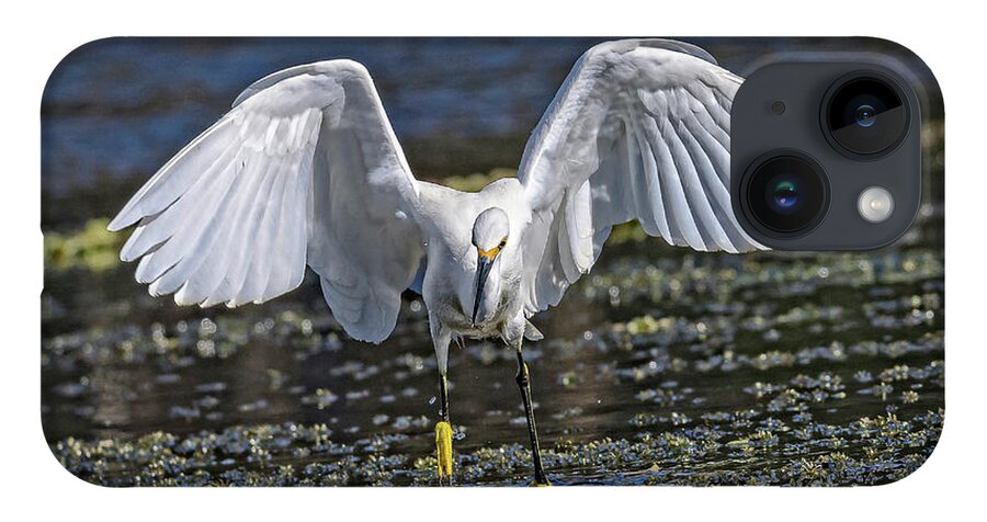 Nature iPhone 14 Case featuring the photograph Snowy Egret Charging - Egretta Thula by DB Hayes