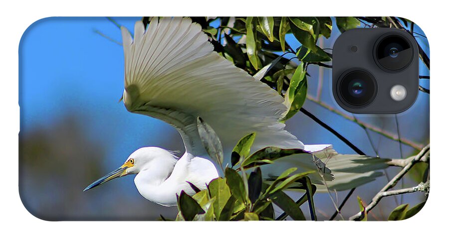 Nature iPhone Case featuring the photograph Snowy Egret Taking Flight - Egretta Thula by DB Hayes