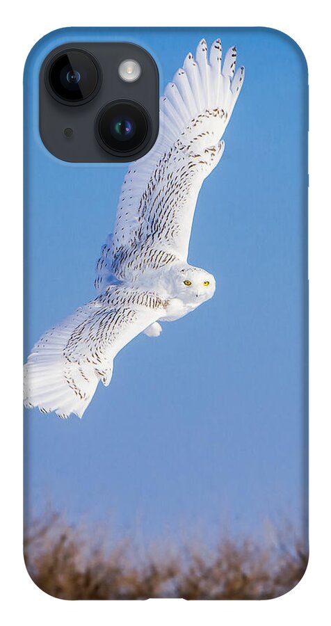 Animals iPhone 14 Case featuring the photograph Snowy Owl Banking by Rikk Flohr