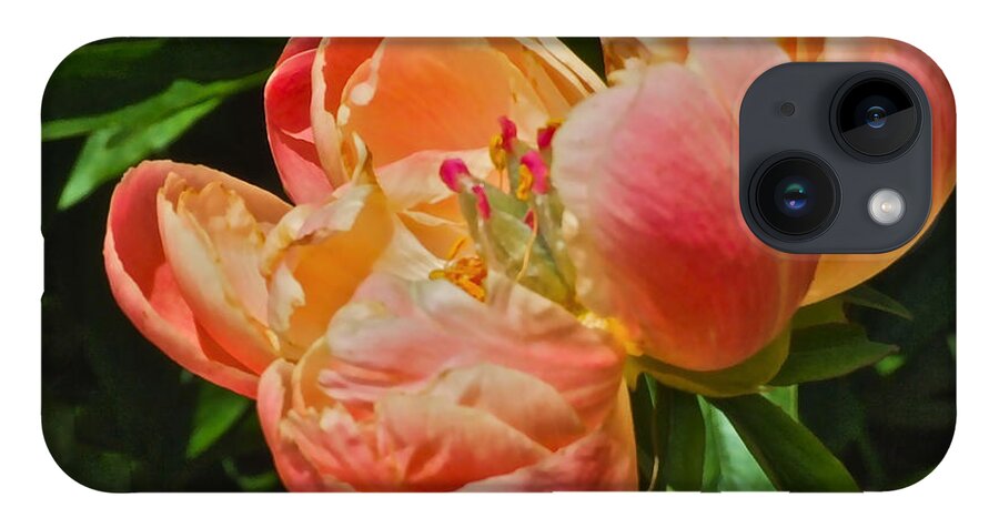 Peony iPhone 14 Case featuring the photograph Solstice Peony by Janis Senungetuk