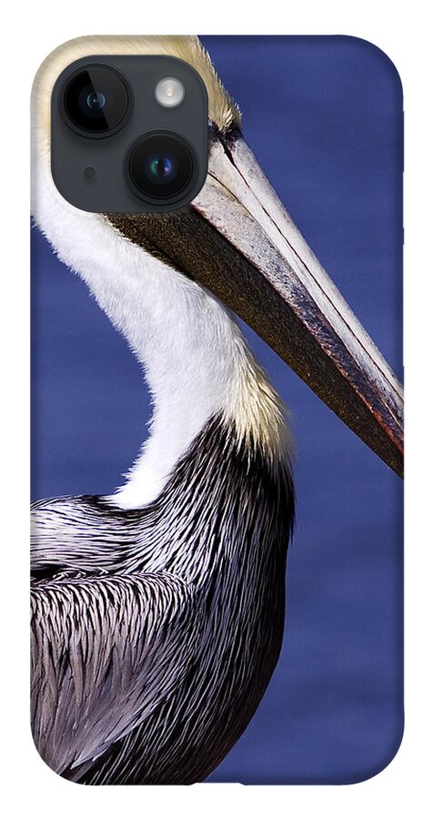 Southport iPhone 14 Case featuring the photograph Southport Pelican 2 by Nick Noble