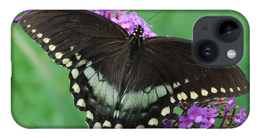Butterfly iPhone Case featuring the photograph Spicebush Swallowtail by Randy Bodkins