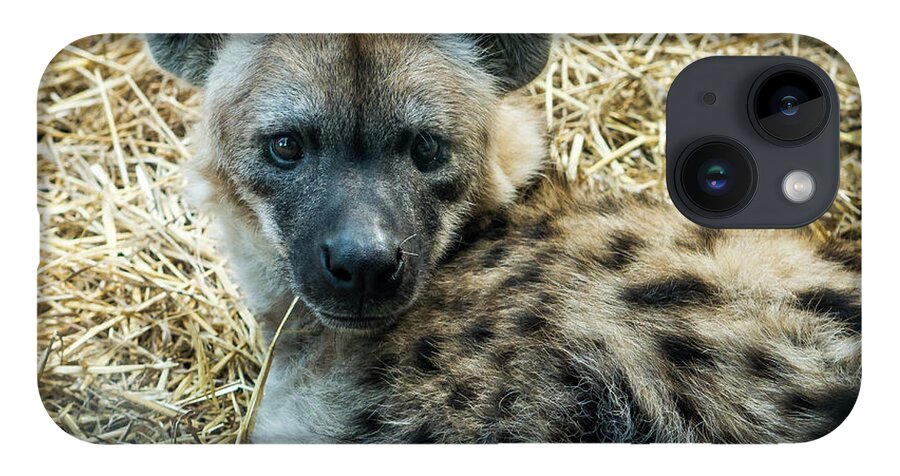 Australia iPhone 14 Case featuring the photograph Spotted Hyena by Steven Ralser