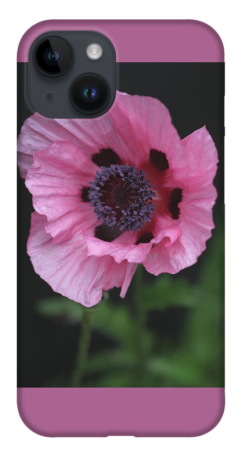 Poppy iPhone 14 Case featuring the photograph Spotted Pink Poppy by Tammy Pool