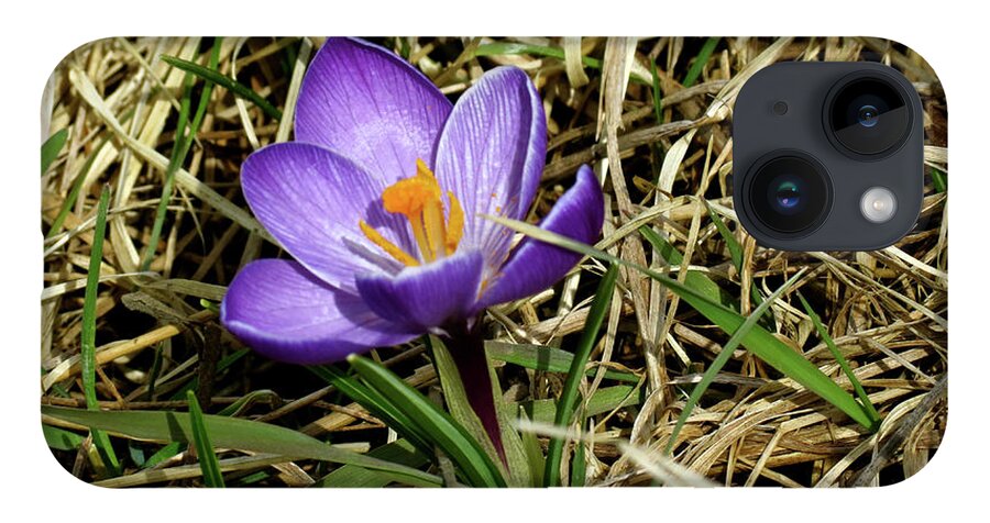 Crocus iPhone Case featuring the photograph Spring Crocus by Azthet Photography