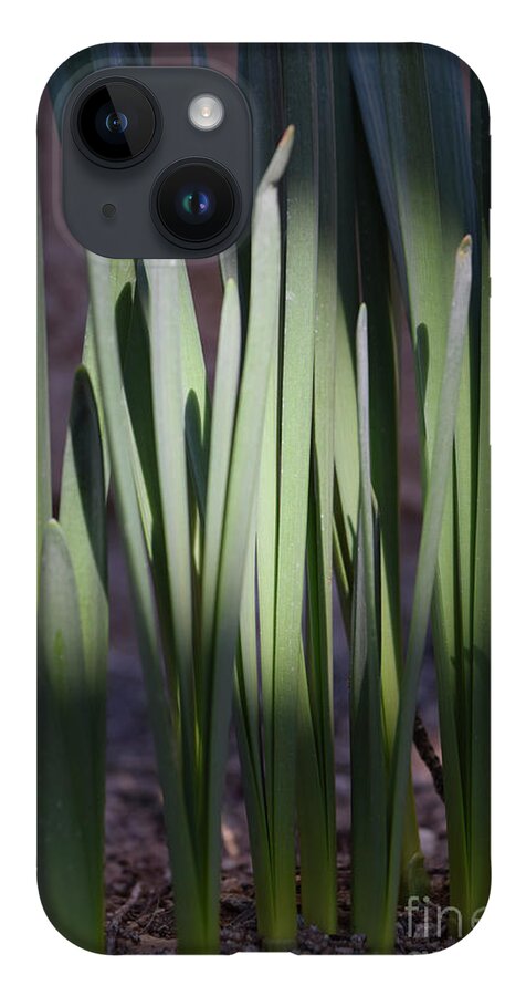 Jmacnairart iPhone Case featuring the digital art Spring daffodils bulbs in the morning by Jackie MacNair