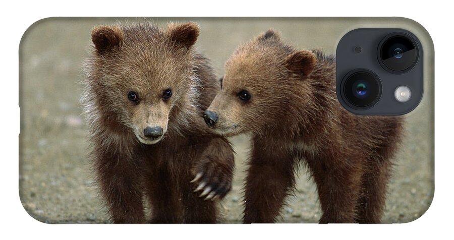 00340349 iPhone 14 Case featuring the photograph Spring Grizzly Cubs in Denali by Yva Momatiuk John Eastcott