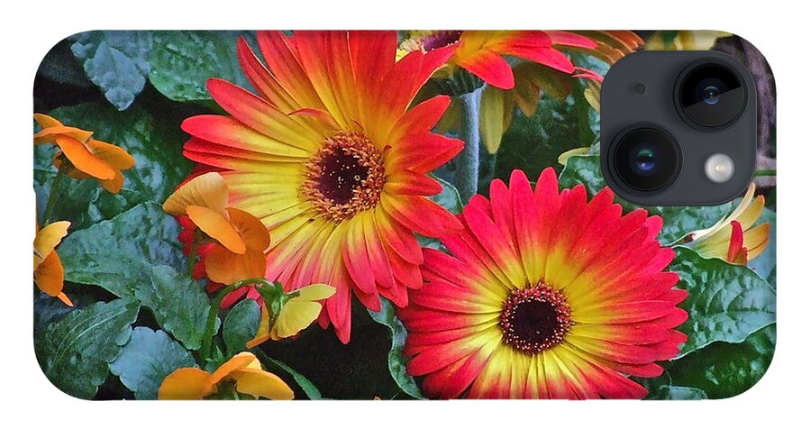 Gerbera Daisy iPhone 14 Case featuring the photograph Spring Show 14 Gerbera Daisy 1 by Janis Senungetuk