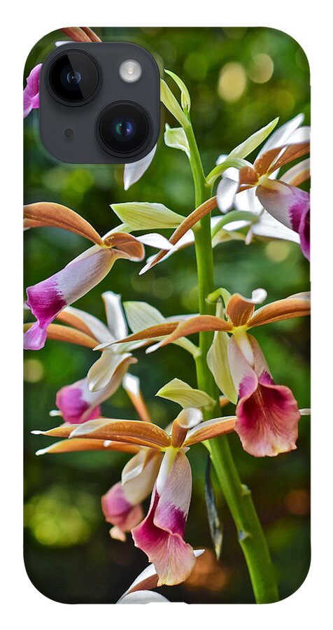 Orchid iPhone 14 Case featuring the photograph Spring Show 15 Nun's Orchid 1 by Janis Senungetuk