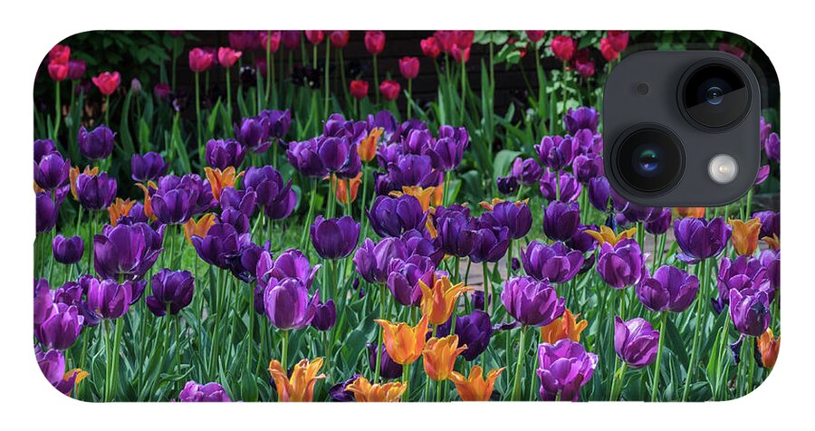 Tulips iPhone 14 Case featuring the photograph Spring Tulip Bed by Tamara Becker