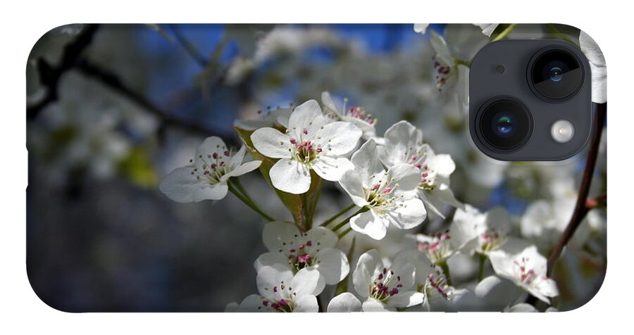 Horizontal Photo iPhone 14 Case featuring the photograph Springtime Cherry Blossoms by Valerie Collins