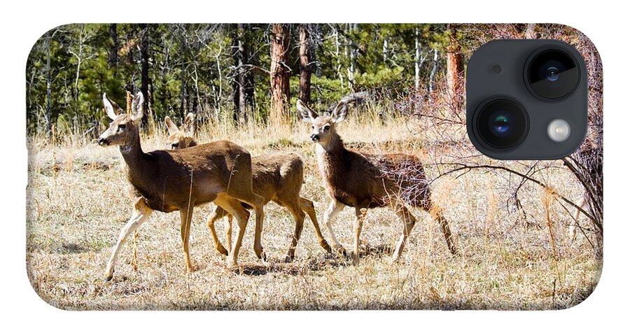 Deer iPhone 14 Case featuring the photograph Springtime Mule Deer in the Pike National Forest by Steven Krull