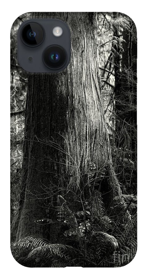 Forest iPhone 14 Case featuring the photograph Stalwart of the Forest by David Hillier