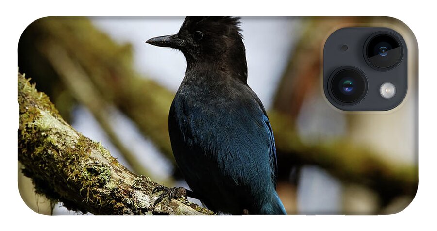 Stellers Jay iPhone 14 Case featuring the photograph Stellers Jay by Sue Harper