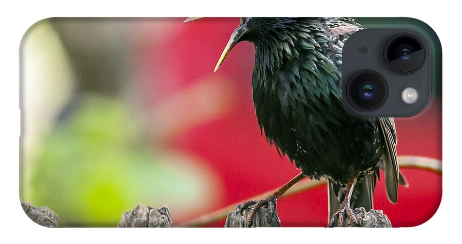Starling iPhone 14 Case featuring the photograph Still Squawking by Cathy Kovarik