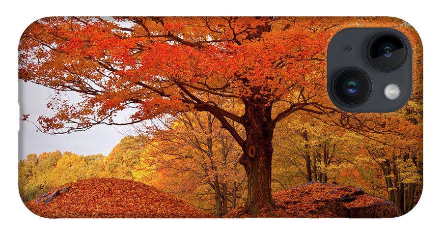 Peabody Massachusetts iPhone Case featuring the photograph Sturdy Maple in Autumn Orange by Jeff Folger