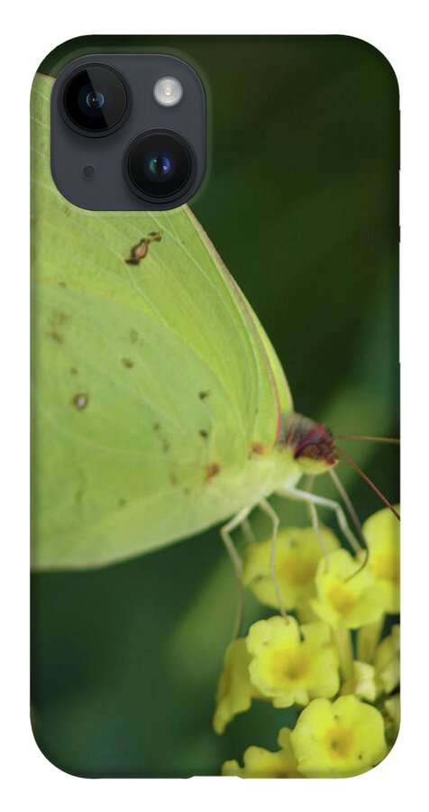 Nature iPhone Case featuring the photograph Sulphur-Mimosa by Bess Carter