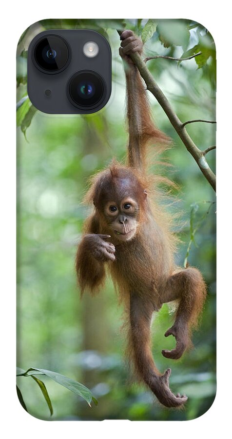 Mp iPhone Case featuring the photograph Sumatran Orangutan Pongo Abelii One by Suzi Eszterhas