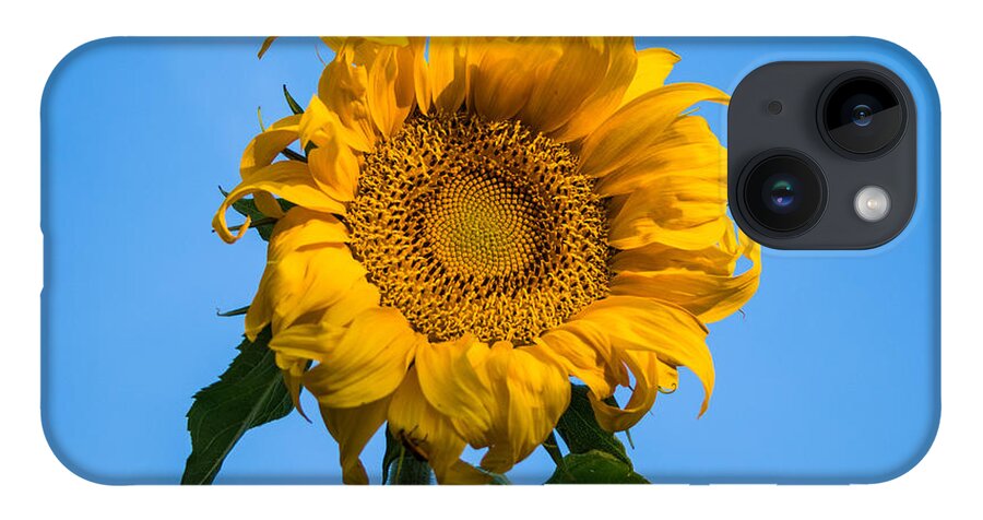 Sunrise iPhone 14 Case featuring the photograph Sunflower Mandala #2 by Mindy Musick King