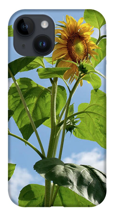 Sunflower iPhone Case featuring the photograph Sunflower Sky by Lisa Blake