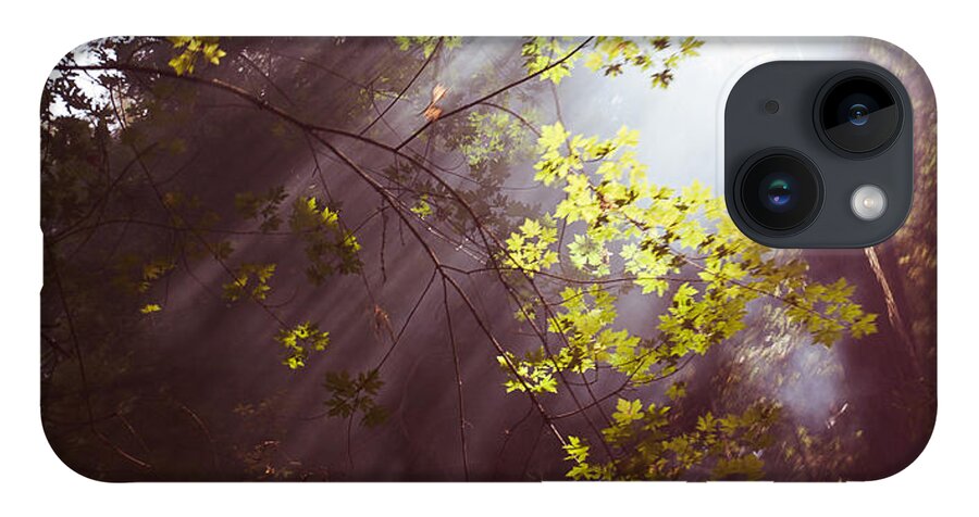  Tree iPhone 14 Case featuring the photograph Sunlit beauty by Lora Lee Chapman